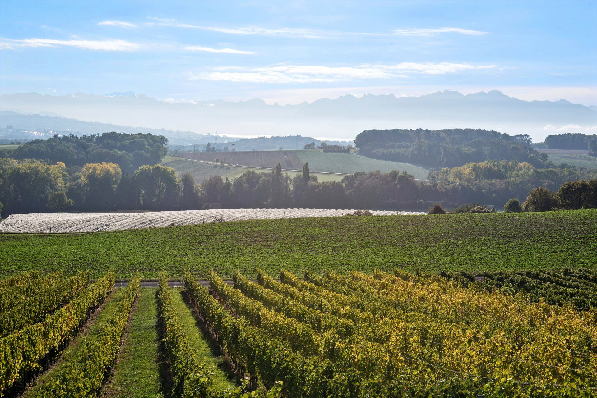 Vignes et vue sur les Alpes