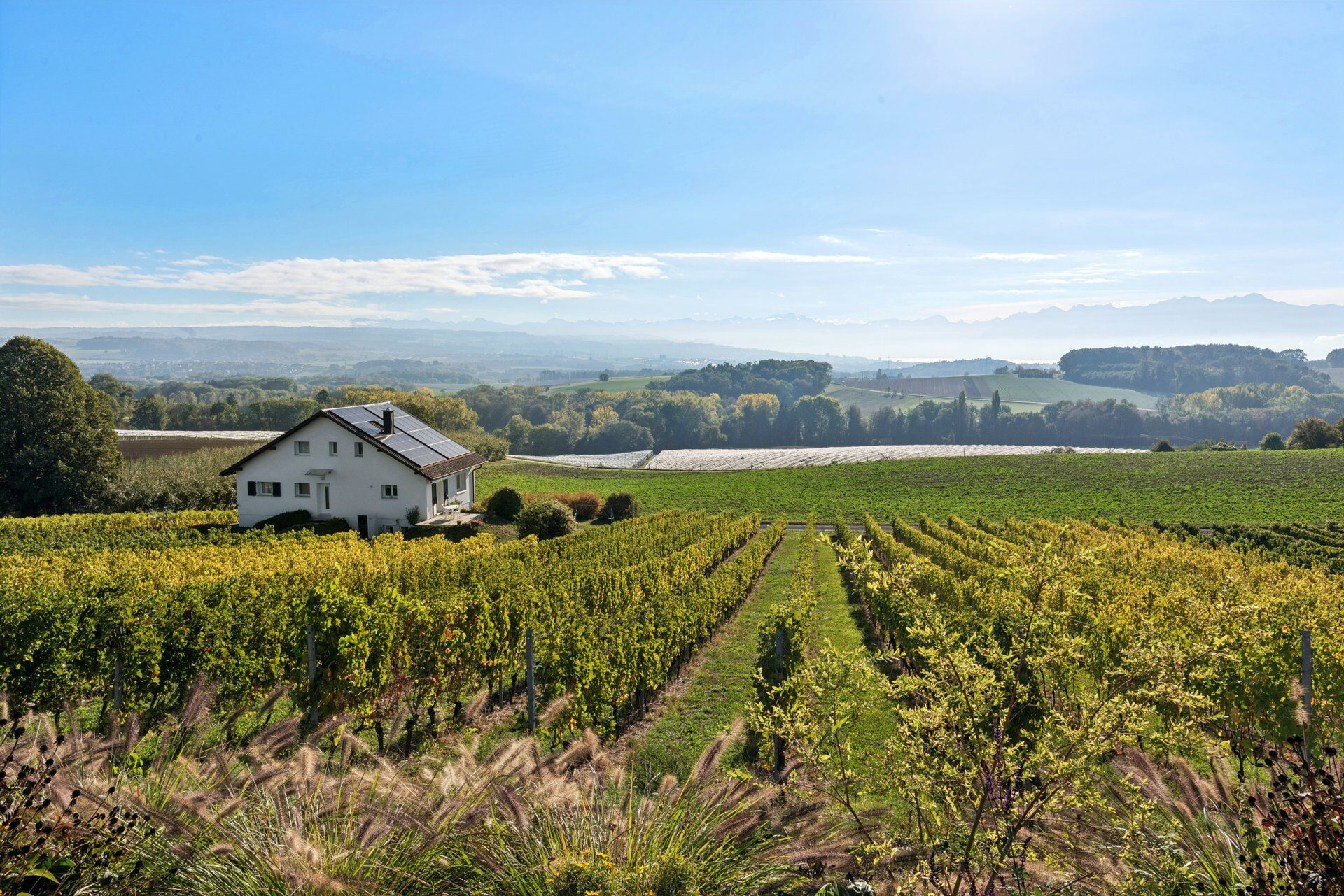 Maison entourée de vignes